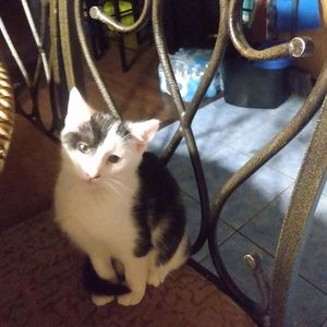 Meet your Posher, Dodododod